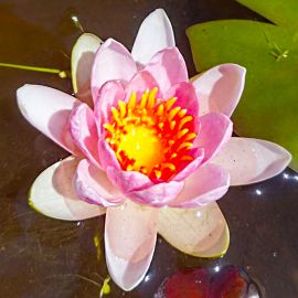 Lekno "Madame Laydecker" - Water lily "Madame Laydecker"