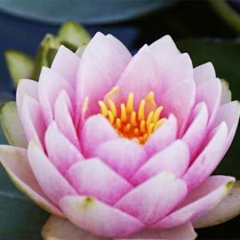 Lekno "Madame Wilfron Gonnere" - Water lily "Madame Wilfron Gonnere"