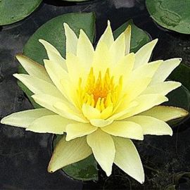 Lekno "Odorata Sulphurea" - Water lily "Odorate Sulphurea"