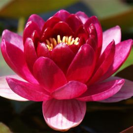 Lekno "Perry's Baby Red" - Water lily "Perry's Baby Red"