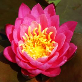 Lekno "Princess Elizabeth" - Water lily "Princess Elizabeth"