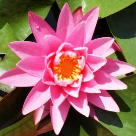 Lekno "Rose Arey" - Water lily "Rose Arey"