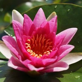 Lekno "Rene Gerard" - Water lily "Rene Gerard"