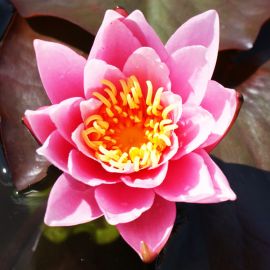Lekno "Rosennymphe" - Water lily "Rosennymphe"