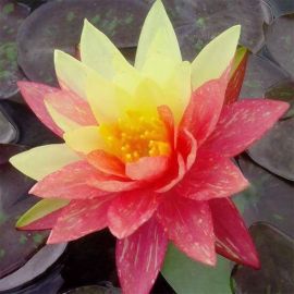 Lekno "Wanvisa" - Water lily "Wanvisa"