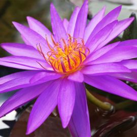 Lekno "Detective Erika" - Water lily "Detective Erika"