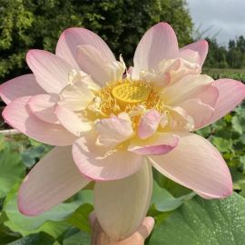 Lotos "Mrs. Perry's D. Slocum" - Lotus "Mrs. Perry's D. Slocum"  - Iba osobný odber