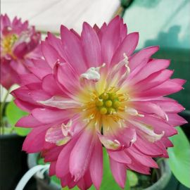 Lotos "Momo botan" - Lotus "Momo botan"  - Iba osobný odber