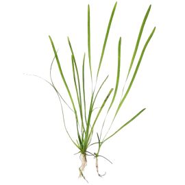 Zákruticha šrubovitá - Vallisneria Spiralis