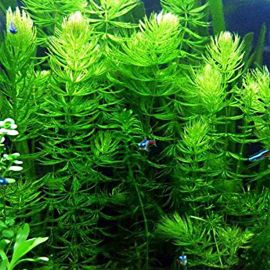 Rožkatec ponorený - Ceratophyllum demersum