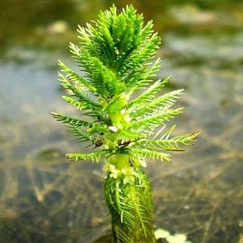 Stolístok praslenatý - Myriophyllum verticillatum