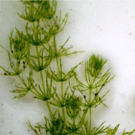 Parožnatka obyčajná - Chara vulgaris