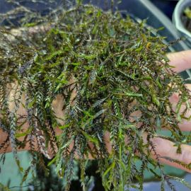 Pramenička obyčajná - Fontinalis antipyretica