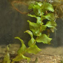 Červenanec prerastenolistý - Potamogeton perfoliatus