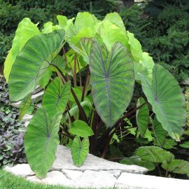 Kolokácia "Colocasia Esculenta"