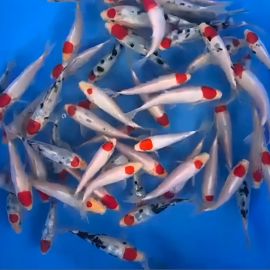 Marudo Tancho sanke 12-18 cm