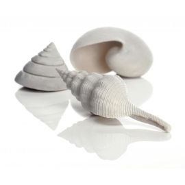 biOrb Sea Shells Decor set biele 12, 7, 5 cm