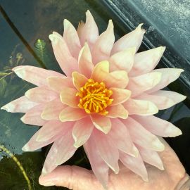 Lekno "Sunny Pink" - Water lily "Sunny Pink"
