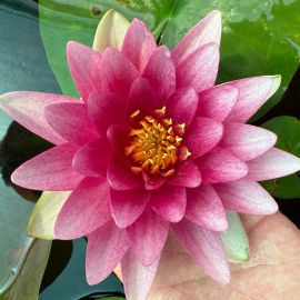 Lekno "Attraction" - Water lily "Attraction"