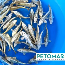 Sakazume Tosai Mix 16-20 cm