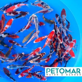 Otsuka Tosai Mix 13-17 cm