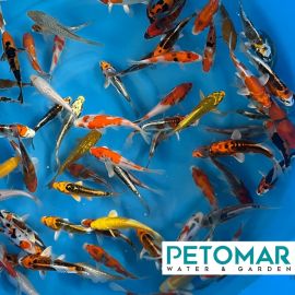 Ikarashi Ozumi Tosai Mix 13-15 cm