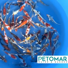 Fukasawa Tosai Mix 13-16 cm