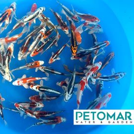 Yamasan Tosai Mix 12-15 cm