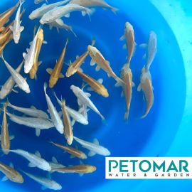 Yamasan Tosai Mix 12-15 cm