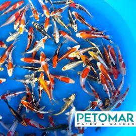 Marusaka Tosai Mix 13-15 cm