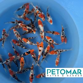 Marudo Tosai Sanke 12-15 cm