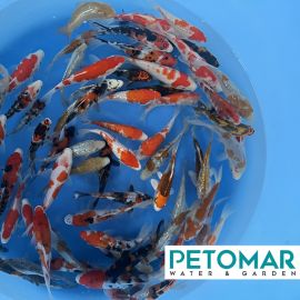 Yagorro Tosai Standard Mix 13-18 cm