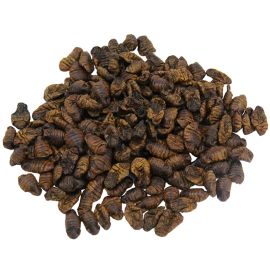 Silworms - Priadka morušová 5 L