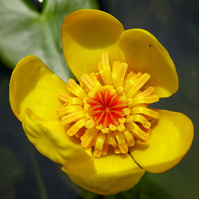 NUPHAR LUTEA - Ničiteľ vláknitých rias?