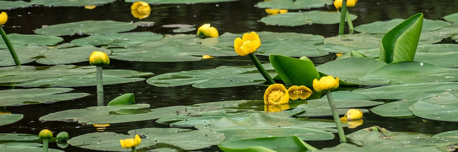 NUPHAR LUTEA - Ničiteľ vláknitých rias?